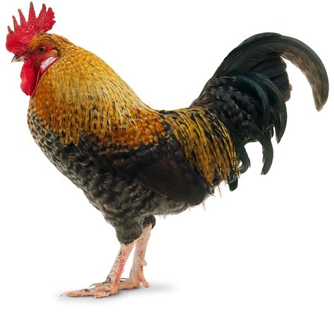 pictures of a cockerel|cockrell animal.